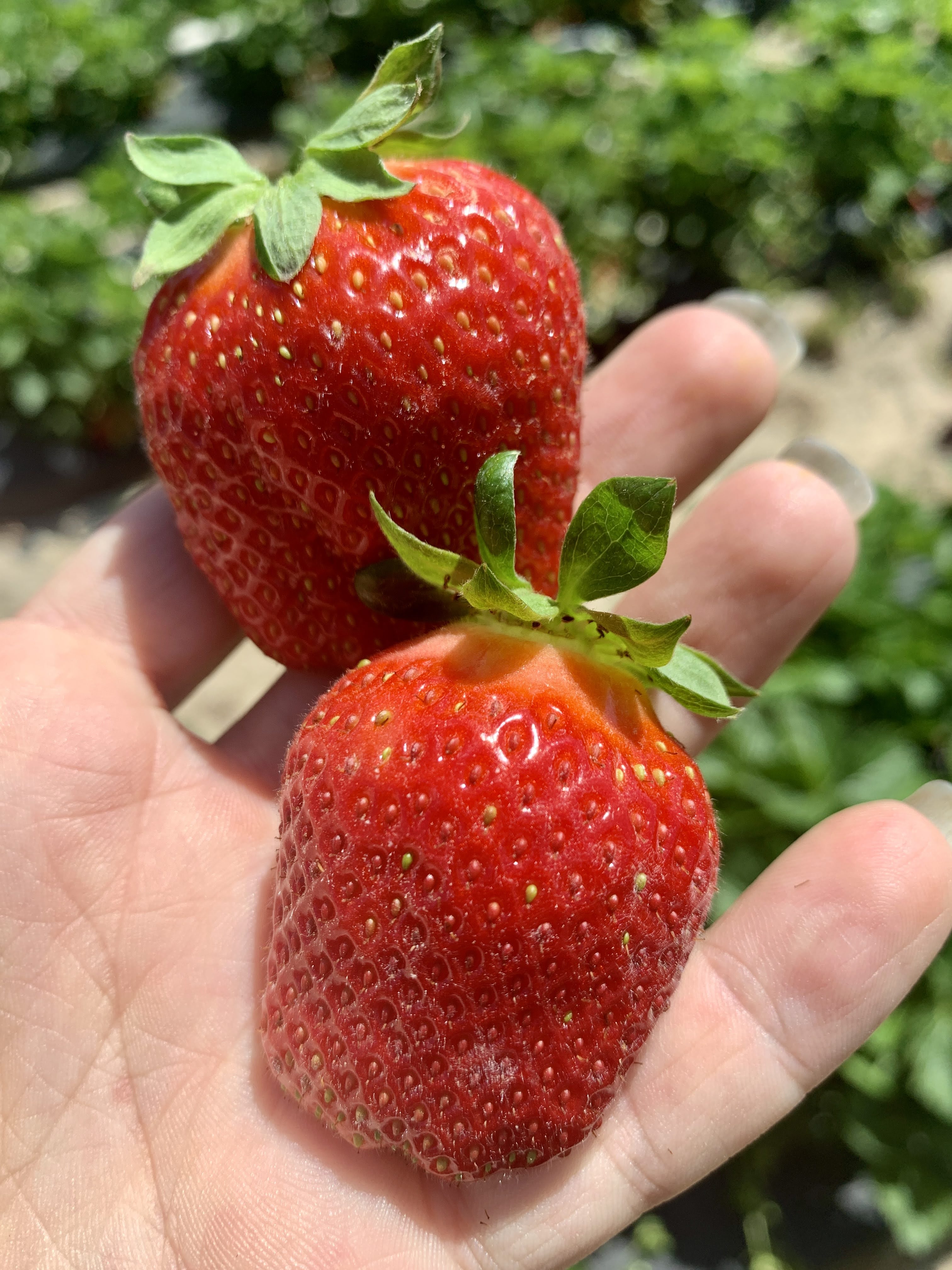 Strawberry